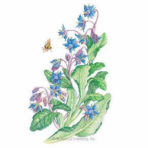 Borage Seeds, Organic Borage Seeds, Organic