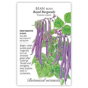 Bean Seeds,  Royal Burgundy Bush