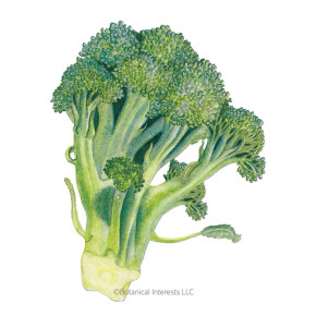 Broccoli Seeds, Belstar Hybrid, Organic