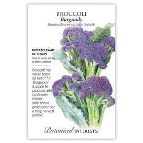 Broccoli Seeds, Burgundy