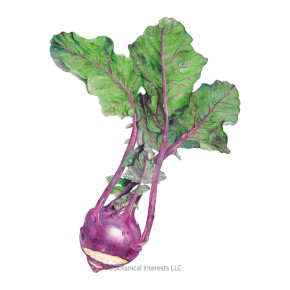 Kohlrabi Seeds, Purple Vienna, Organic