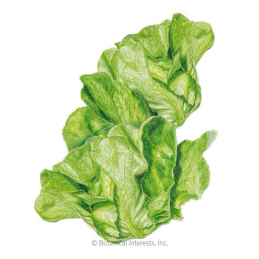 Lettuce Seeds, Butterhead Buttercrunch, Organic