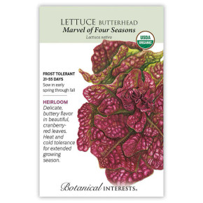 Lettuce Seeds, Butterhead Marvel of Four Seasons, Organic