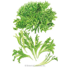 Lettuce Seeds, Easyleaf Ezrilla, Organic