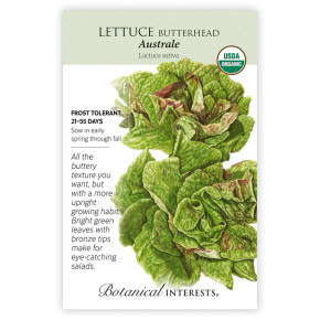 Lettuce Seeds,  Butterhead Australe, Organic