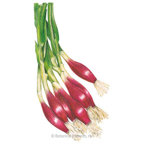 Onion, Italian Red of Florence, Bunching/Scallion