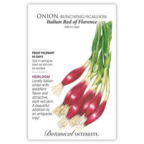 Onion, Italian Red of Florence, Bunching/Scallion