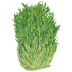 Mustard Seeds,  Mizuna, Organic