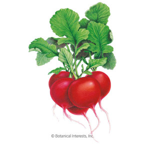 Radish Seeds, Crimson Giant