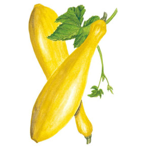 Squash Seeds, Early Prolific Straightneck,  Organic