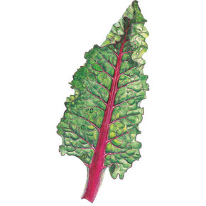 Swiss Chard Seeds, Ruby Red/Rhubarb,  Organic