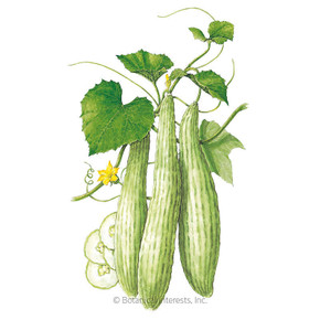 Cucumber Seeds,  Armenian