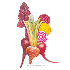 Beet Seeds,  Gourmet Blend