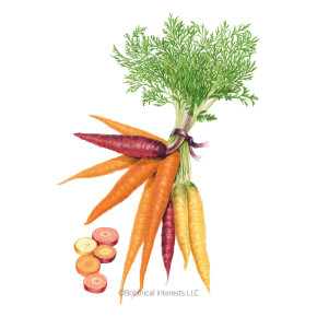 Carrot Seeds, Carnival Blend