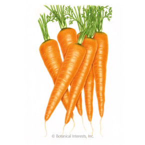 Carrot Seeds, Danvers 126, Organic