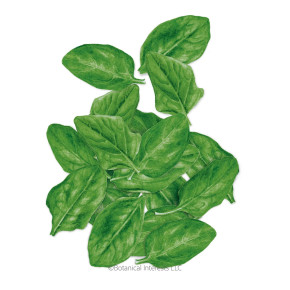 Spinach Seeds, Space, Organic