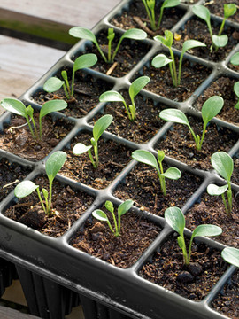 3/20 3:30  CR  Timing is Everything! Starting Seeds  