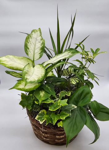 Tropical Dish Garden in Basket (Small)