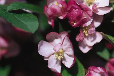 Coralburst Crabapple