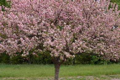 Coralburst Crabapple