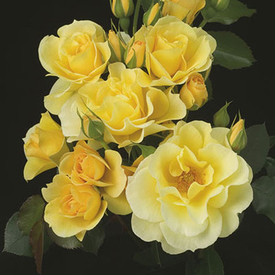 Sky's the Limit Rose