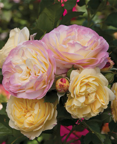 Life of the Party Rose