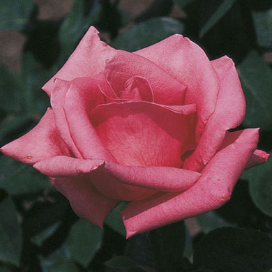 Pink Peace Rose