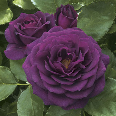 Ebb Tide Rose