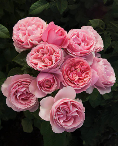 All Dressed Up™ Rose