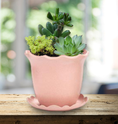CLASS ADMISSION 5/9/24 at 4:30p: Mother's Day Succulent Class at Wedel's