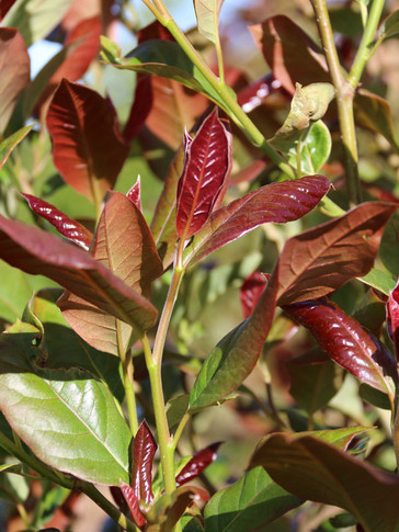 Wildfire Blackgum