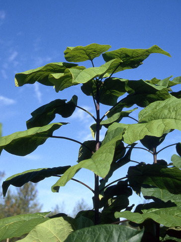 Northern Catalpa