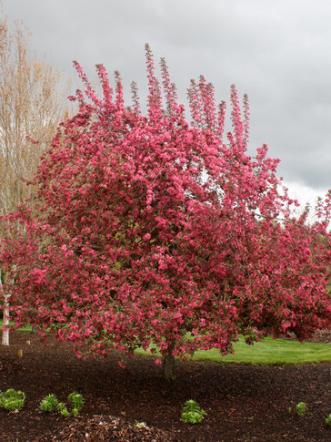 Purple Prince Crabapple