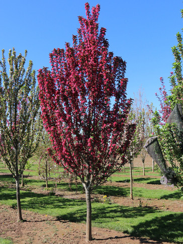 Raspberry Spear Crabapple