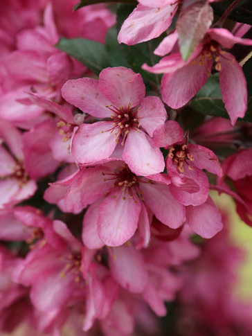 Raspberry Spear Crabapple