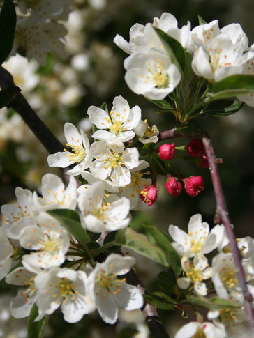 Sargent (Clump) Crabapple