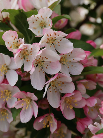 Sparkling Sprite Crabapple