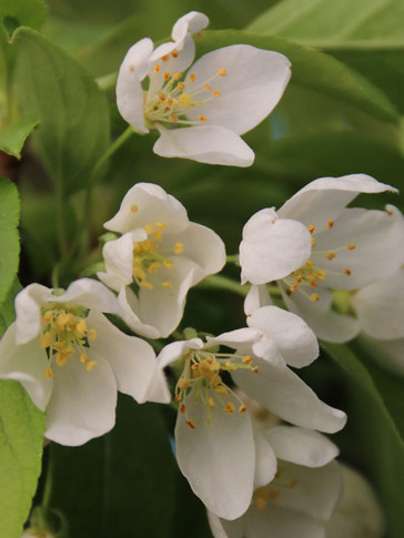 Sugar Tyme Crabapple