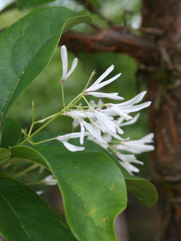 Chinese Fringe Tree