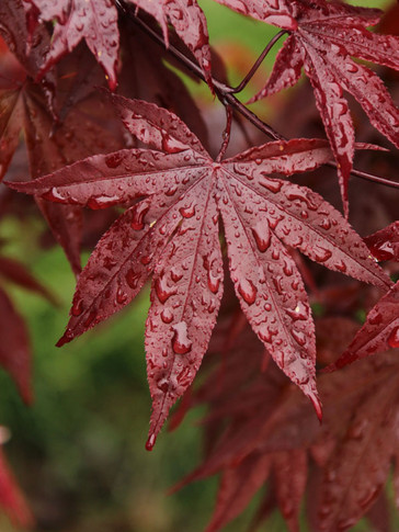 Emperor 1 Japanese Maple Tree