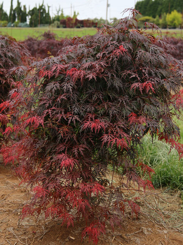 Orangeola Japanese Maple Tree