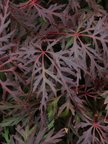 Outdoor Plants - Trees - Japanese Maple - Wedel's Garden Center