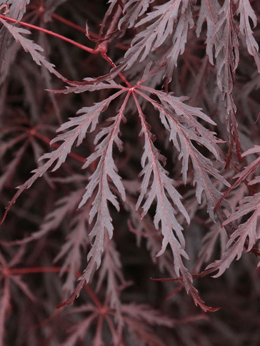 Outdoor Plants - Trees - Japanese Maple - Wedel's Garden Center