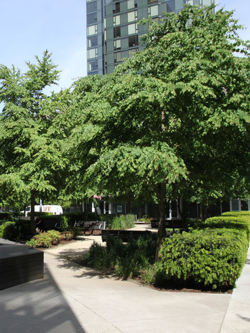 Katsura Tree