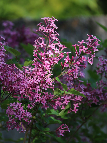 Bloomerang Lilac Tree