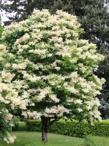 Ivory Silk Japanese Lilac Tree