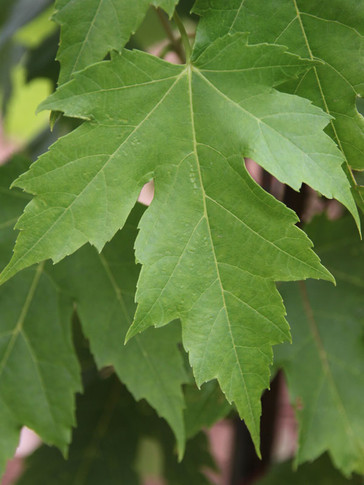 Autumn Blaze Maple Tree