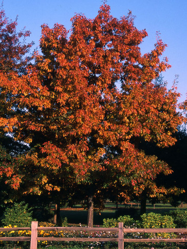 Red Oak Tree