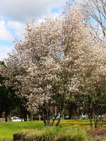 Autumn Brilliance (Clump) Serviceberry