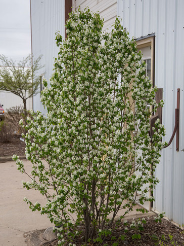 Standing Ovation Serviceberry